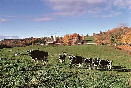 cambell-farm